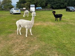 Alpacas