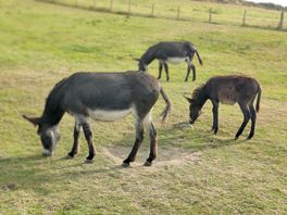 Donkeys