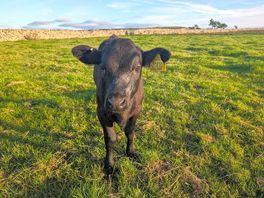 Cute calf in neighbouring field