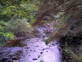 Forest river