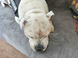 Tired enzo