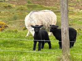 There’s two black sheep to this family