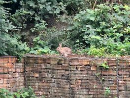 Some of the wildlife.