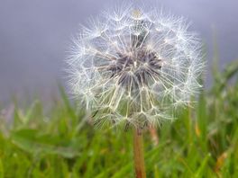 Beauty everywhere