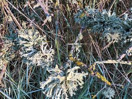 Lichen