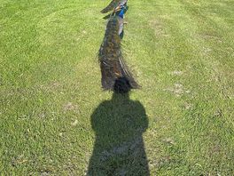 Peacocks