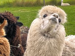 The local lamas