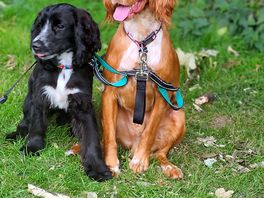 Happy doggos