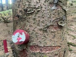 Happiness in the trees