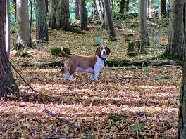 Woody thinking, which way shall i go