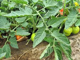 Lovely garden along rear of our pitch, with fresh tomatoes.
