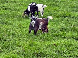 Farm animals
