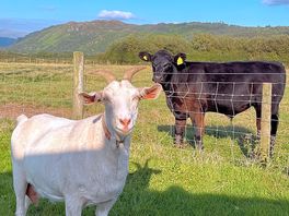 Bella and moo friend