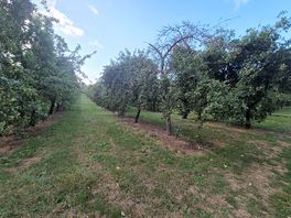 Orchards