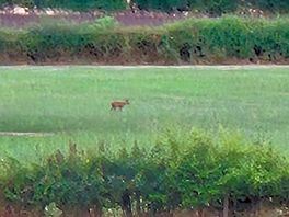 Deer in the distance