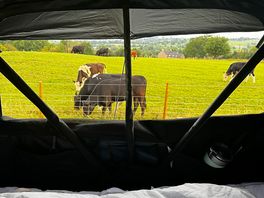 Morning views from tent