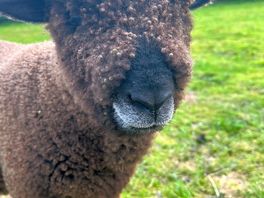 Teddy sheep you can feed and stroke.