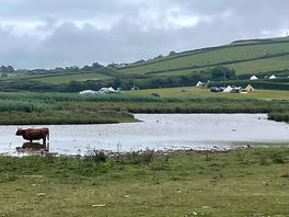 Cool cow camping from the beach…
