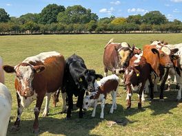 Even more cows