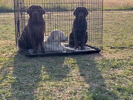 Only secured in the cage as we were packing up. the dogs loved their stay.