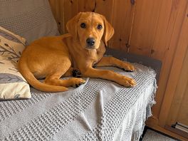 Ozzie making himself at home