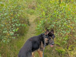 Exploring the woodland walk.