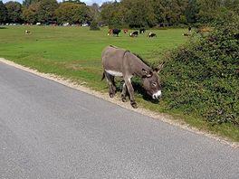Donkeys