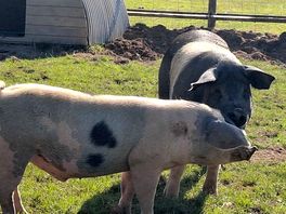 Pigs in their field