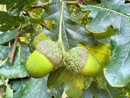 Acorns