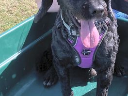 Nigel in a wheelbarrow at orchard view.