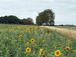 The field as you drive in