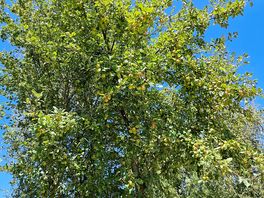 Apple trees