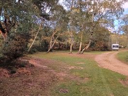 Woods
