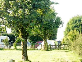 Tree on site