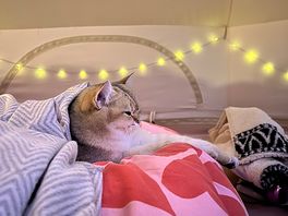 Settling down for the night