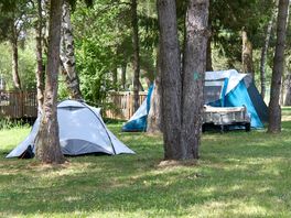 Pitches among the trees