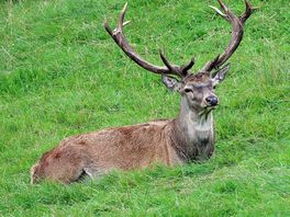 Wild boar park