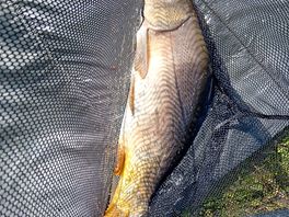 One of my lovely fish caught at pigeon cottage lakes