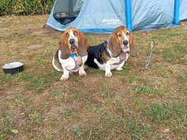 Our hounds enjoyed the stay!