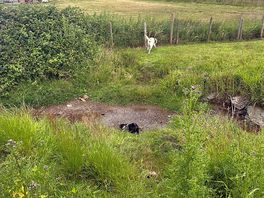 Field with the stream