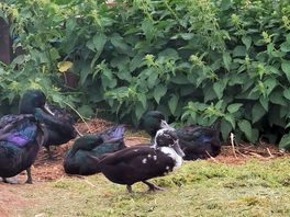 Ducks