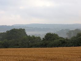 Misty morning
