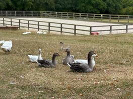 Geese