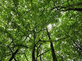 Canopy