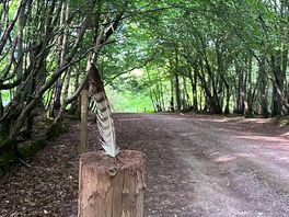 Wood