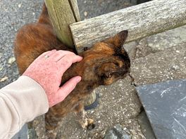 Site cat