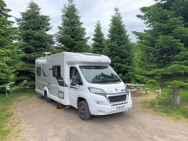 Peace in the trees