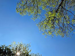 Sunny