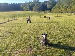 Dog park