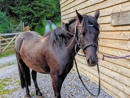 🐴